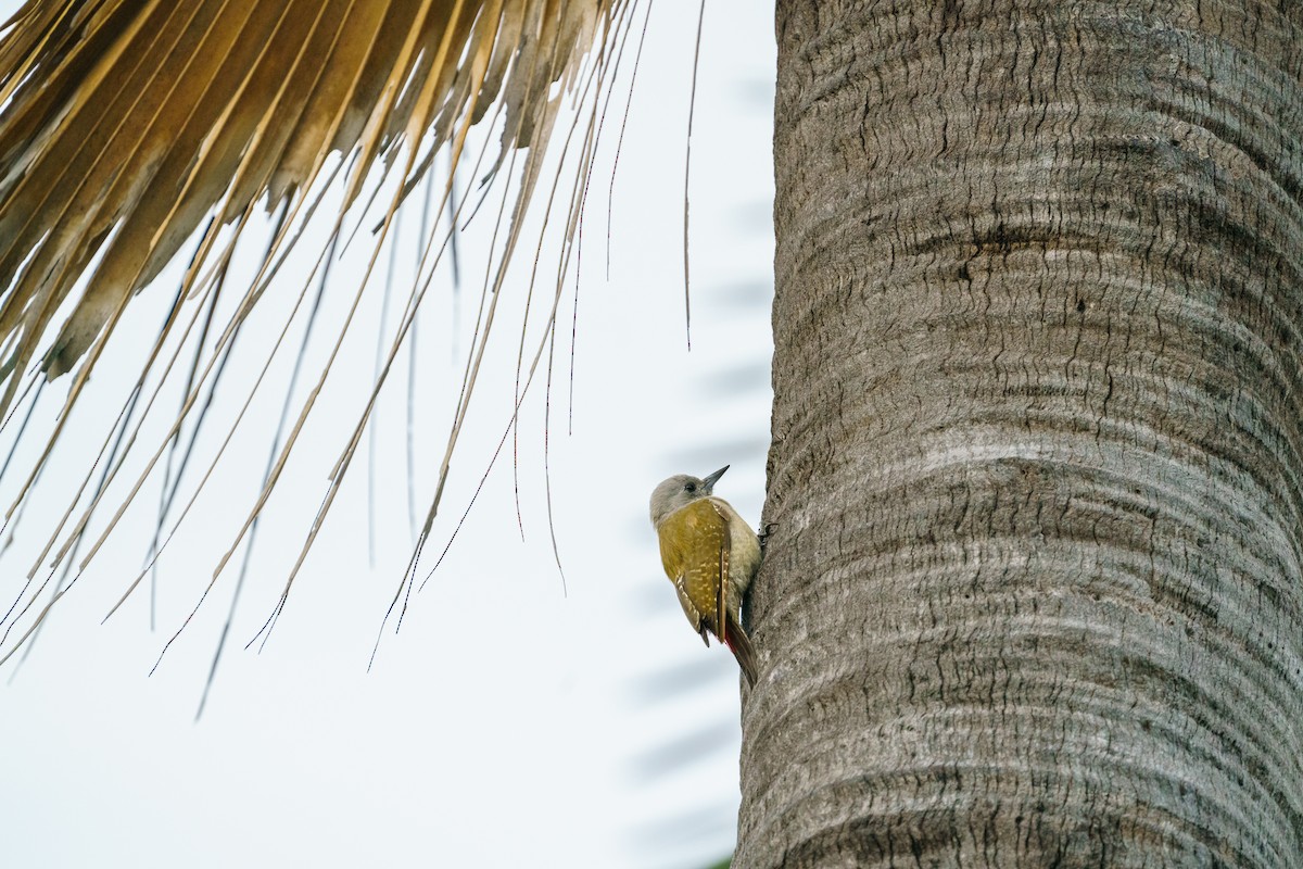 African Gray Woodpecker - ML413464961