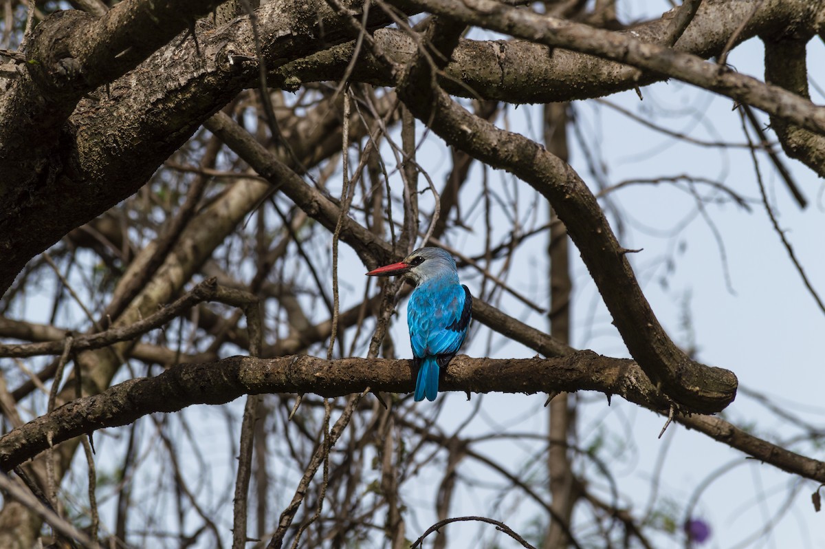 Woodland Kingfisher - Asrat Ayalew
