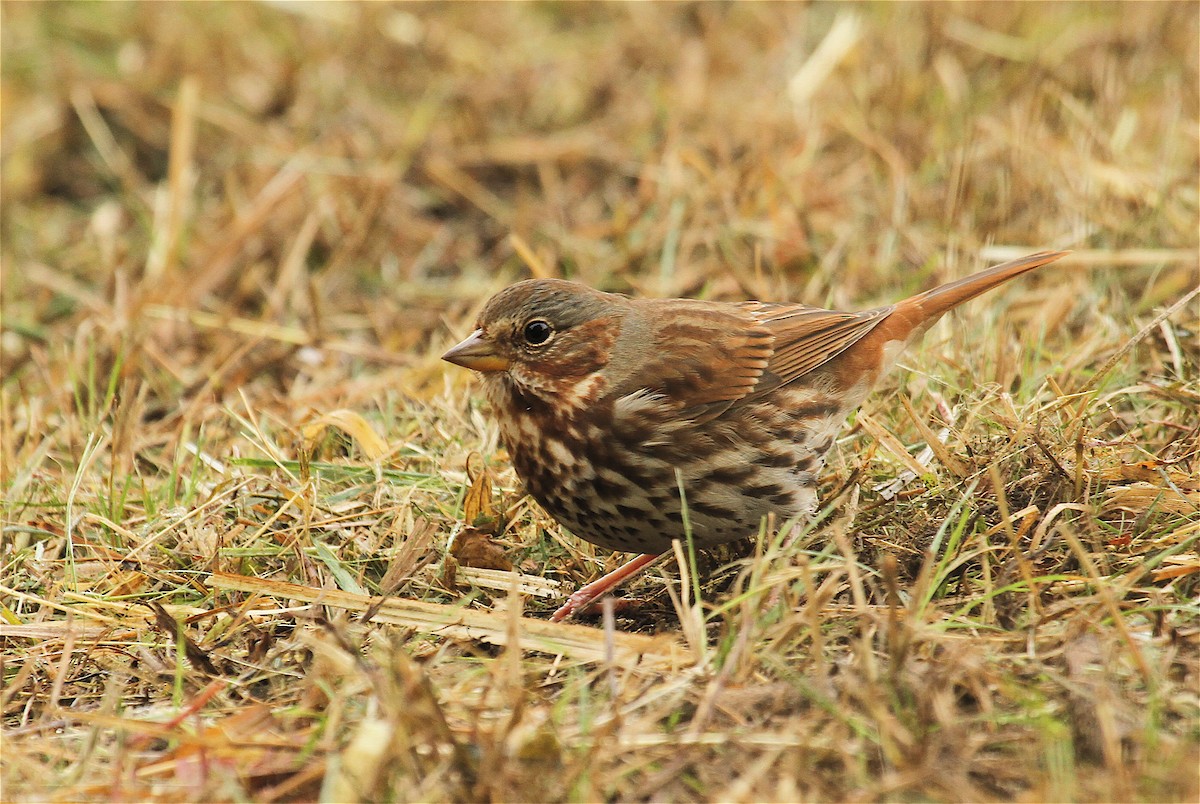 Fox Sparrow (Red) - ML41347571