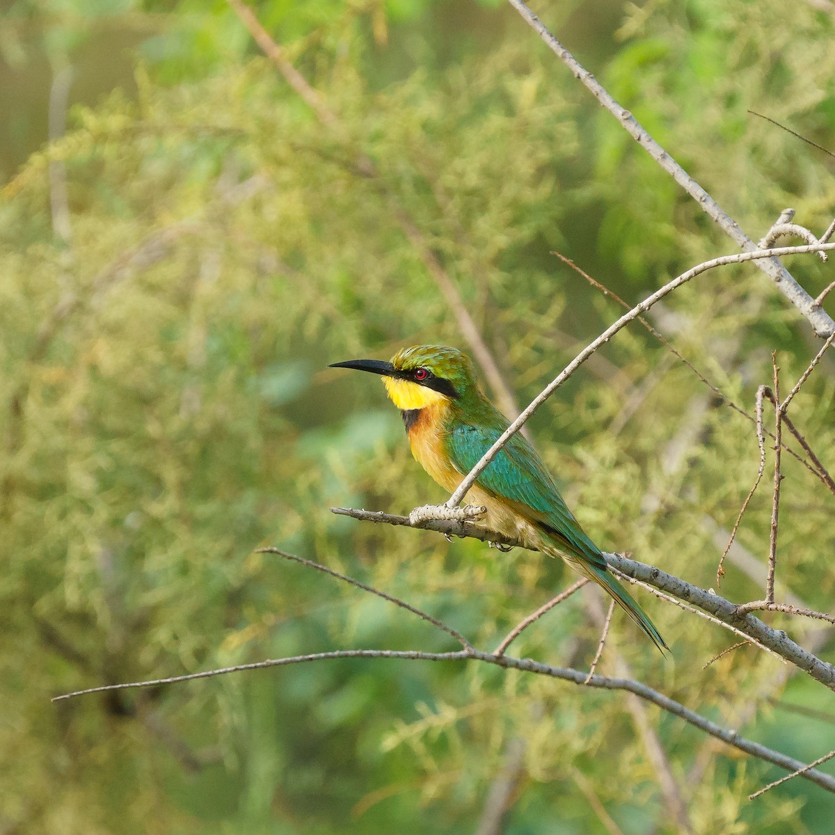 Little Bee-eater - ML413476151