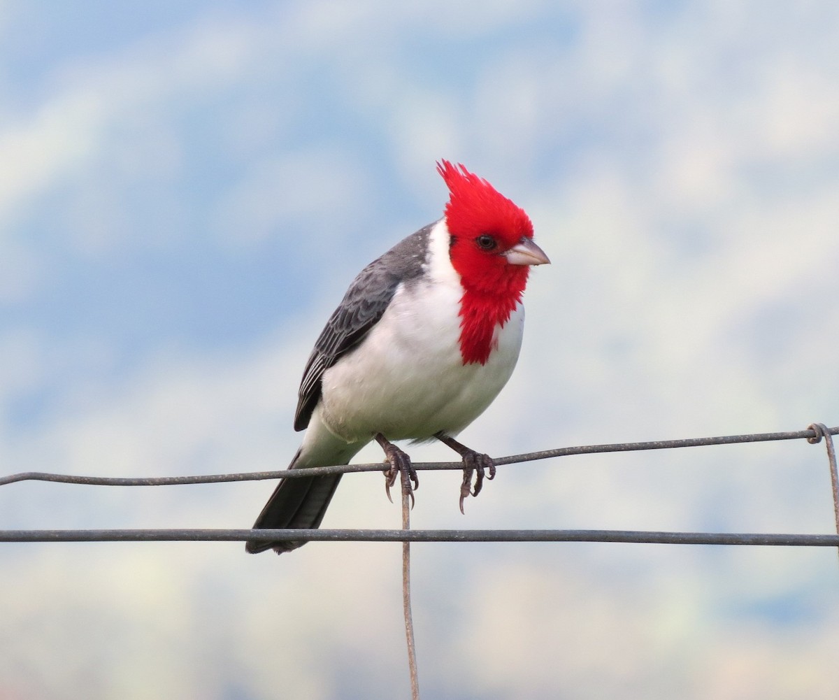 Red-crested Cardinal - ML413476171