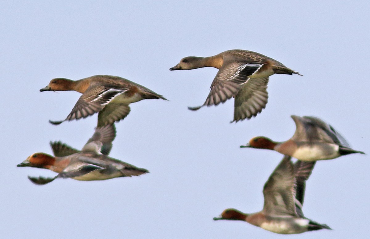 American Wigeon - Andy Warr