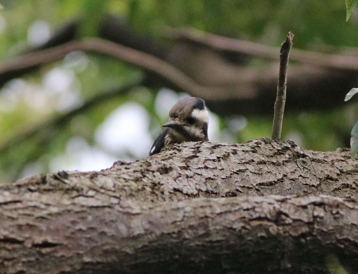 Gray-capped Pygmy Woodpecker - ML413479751