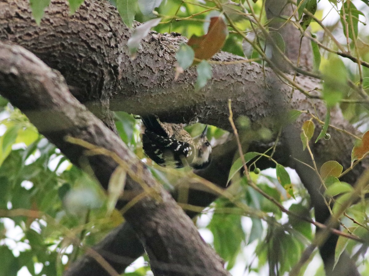 Gray-capped Pygmy Woodpecker - ML413479771