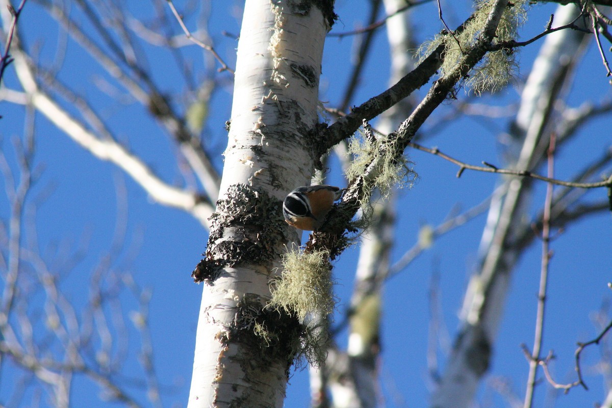 Red-breasted Nuthatch - ML41348031