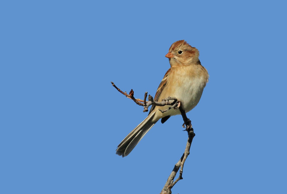 Field Sparrow - ML41348171