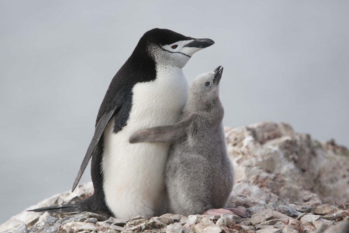 Пінгвін антарктичний - ML413486541