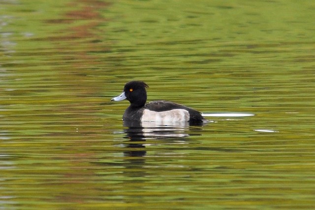 Tufted Duck - ML41349051