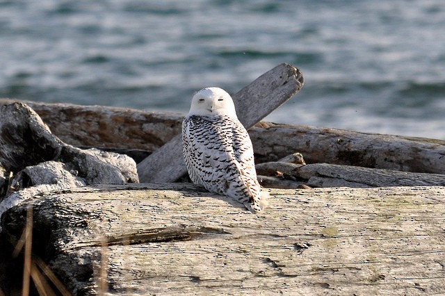 Snowy Owl - Mike Charest