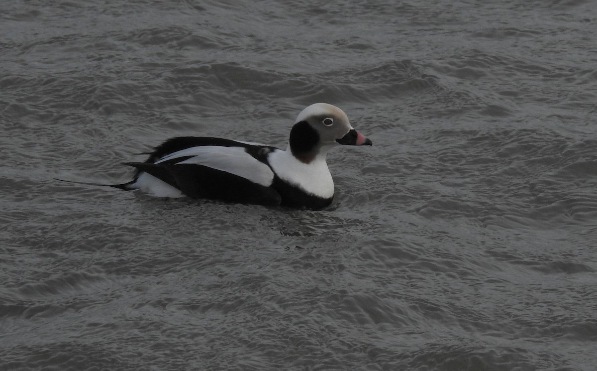 Long-tailed Duck - ML413496801