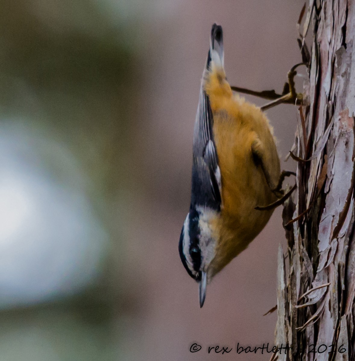 Red-breasted Nuthatch - ML41350291