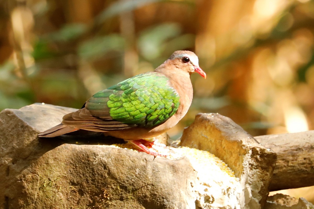 Asian Emerald Dove - JOEL STEPHENS