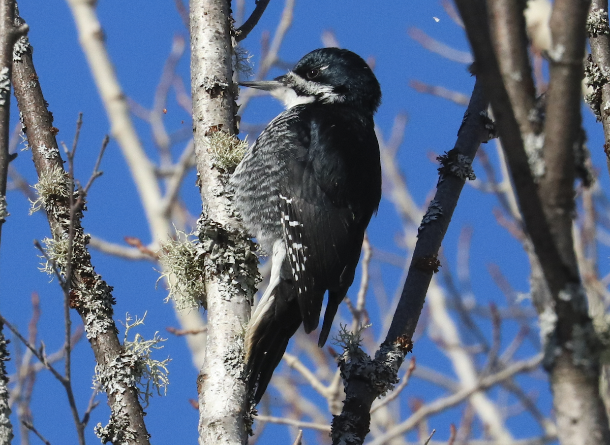 Black-backed Woodpecker - ML413508581