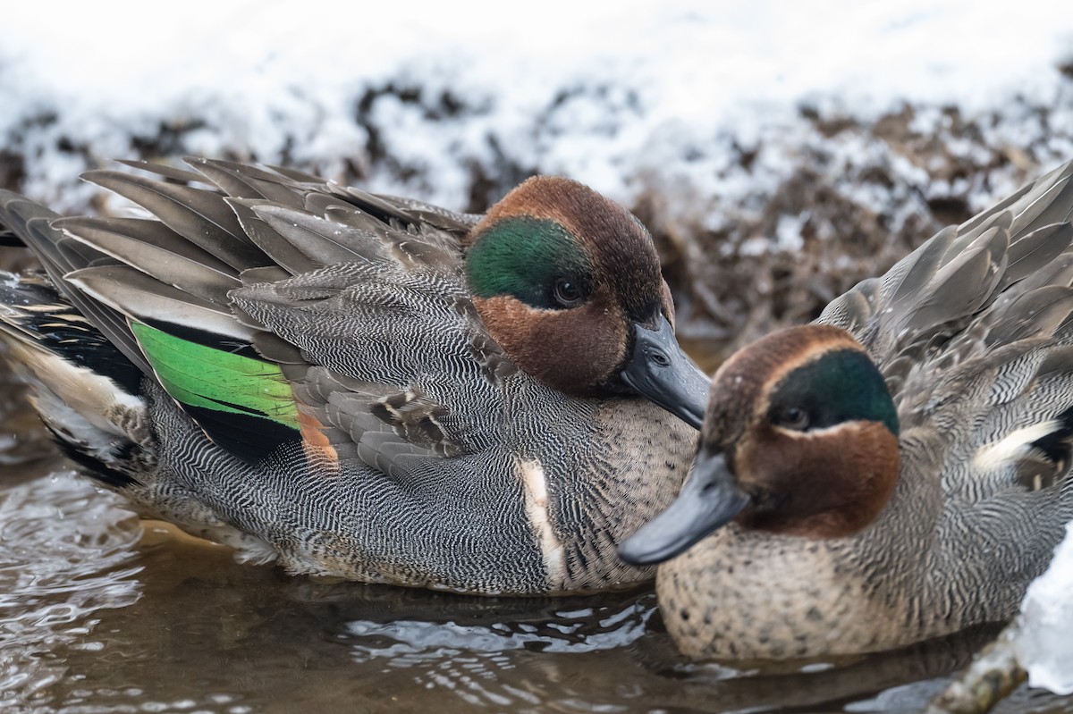 Green-winged Teal - ML413509861