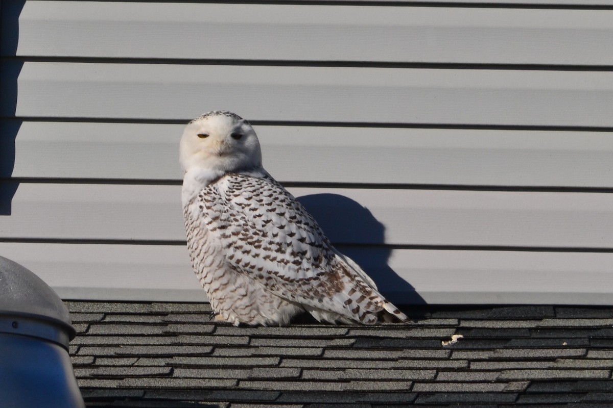 Snowy Owl - ML413511691