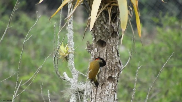 Golden-olive Woodpecker - ML413512251