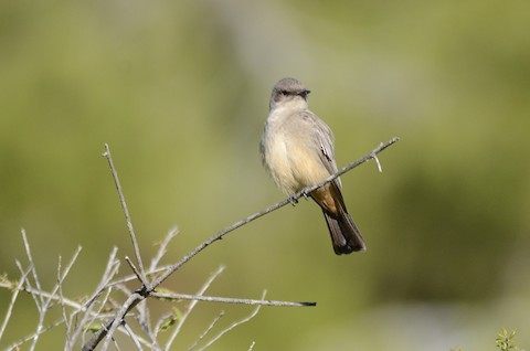Say's Phoebe - Isa Dav