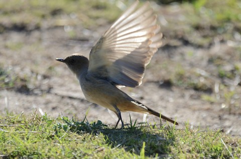 Say's Phoebe - Isa Dav