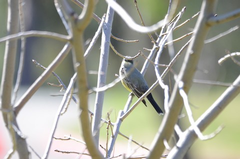 Cassin's Kingbird - Isa Dav