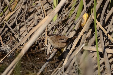 Marsh Wren - Isa Dav