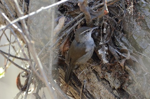 Bewick's Wren - Isa Dav