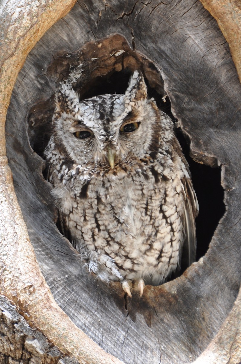 Whiskered Screech-Owl - ML41351381