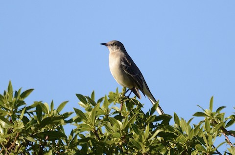Northern Mockingbird - Isa Dav