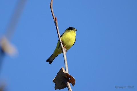 Lesser Goldfinch - Isa Dav
