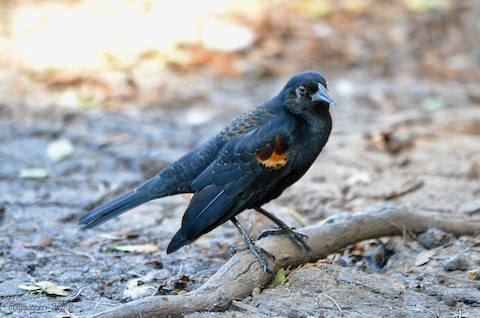 Red-winged Blackbird - Isa Dav