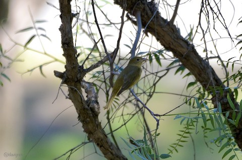 Summer Tanager - Isa Dav