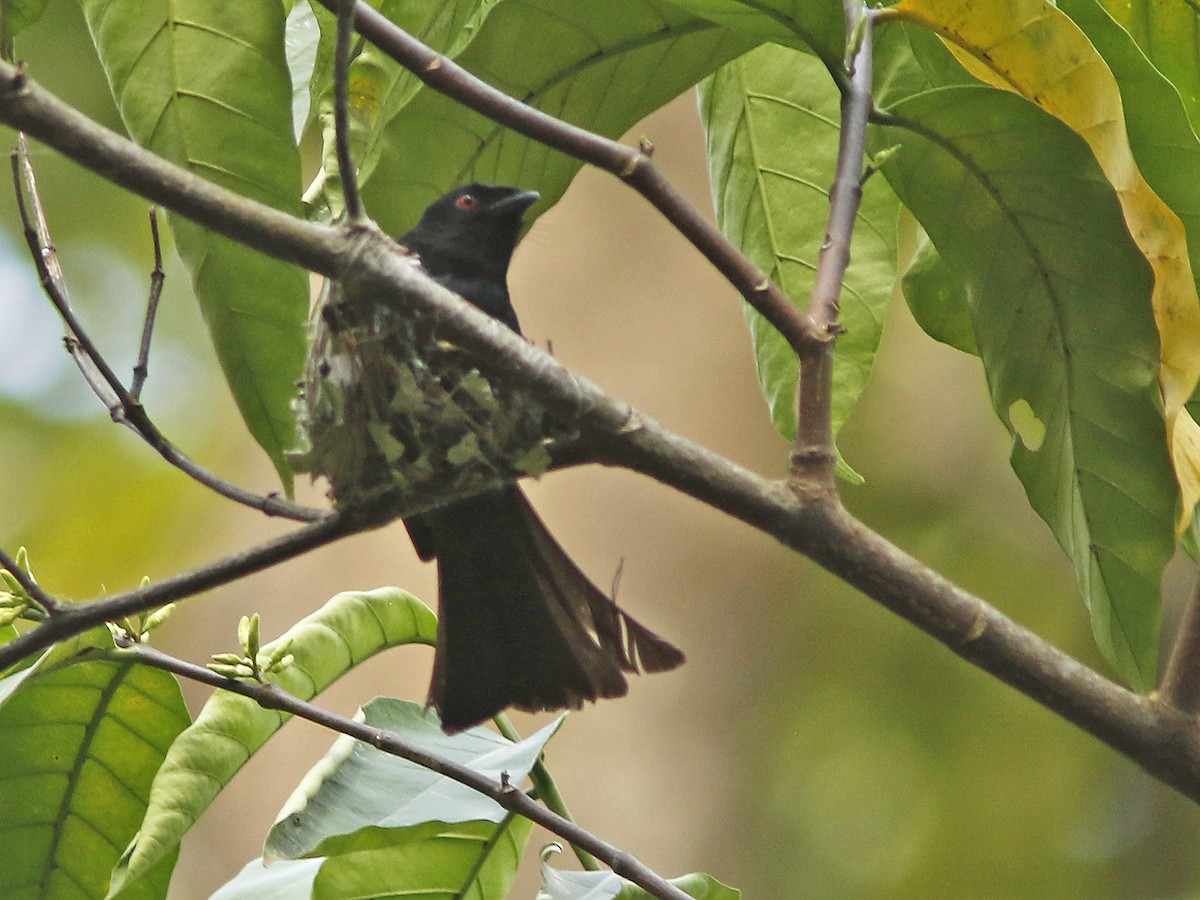 Square-tailed Drongo - ML413516261