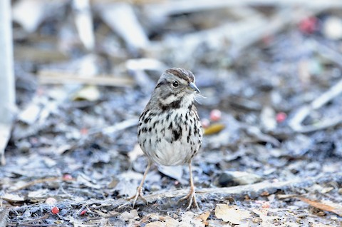Song Sparrow - Isa Dav