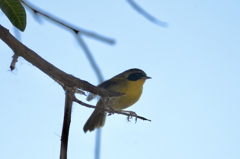 Common Yellowthroat - Isa Dav