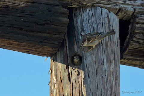 House Sparrow - Isa Dav