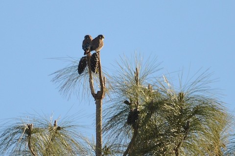 American Kestrel - Isa Dav