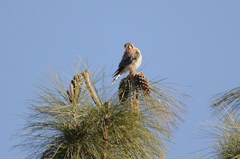 American Kestrel - Isa Dav