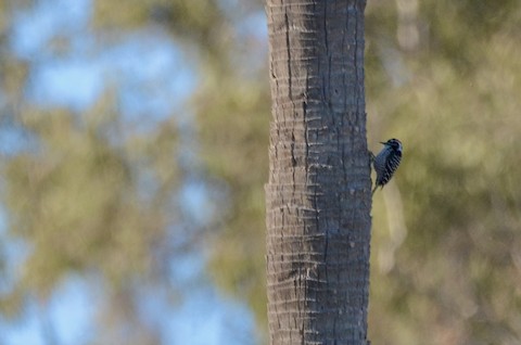 Nuttall's Woodpecker - Isa Dav