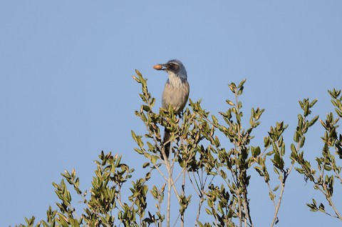 California Scrub-Jay - Isa Dav