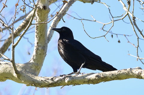 American Crow - Isa Dav