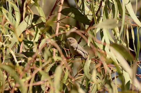 Bushtit - Isa Dav