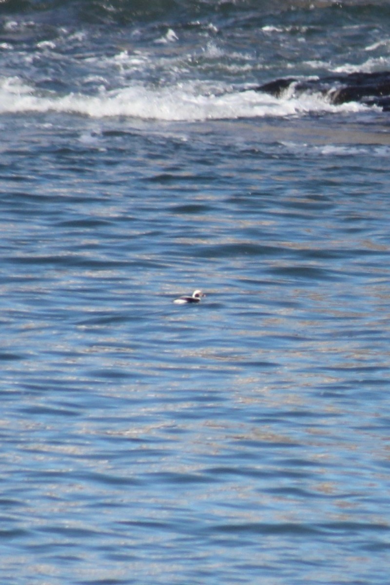 Long-tailed Duck - ML413519811