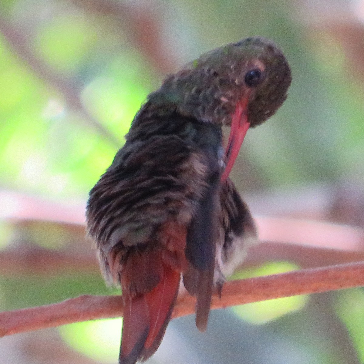 Rufous-tailed Hummingbird - ML413520531