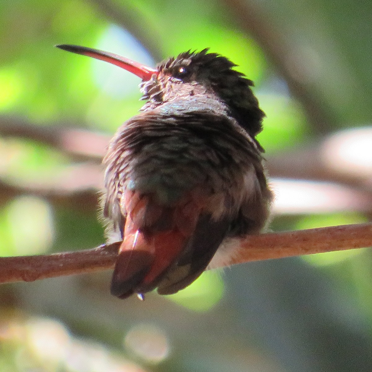 Rufous-tailed Hummingbird - ML413520791
