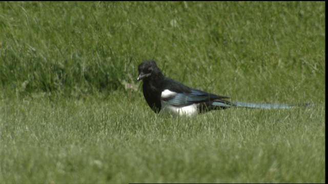  - Black-billed Magpie