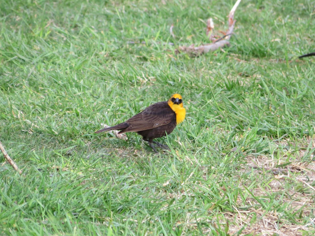 Yellow-headed Blackbird - Brian Henderson