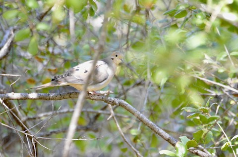 Mourning Dove - Isa Dav