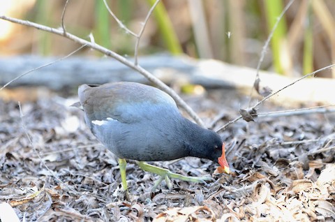 Common Gallinule - Isa Dav
