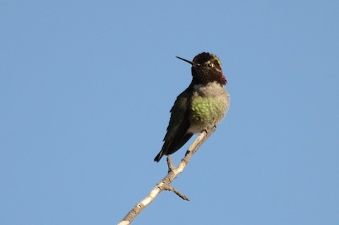 Anna's Hummingbird - Isa Dav