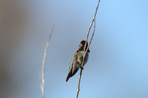 Anna's Hummingbird - Isa Dav