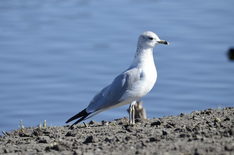 Ring-billed Gull - Isa Dav